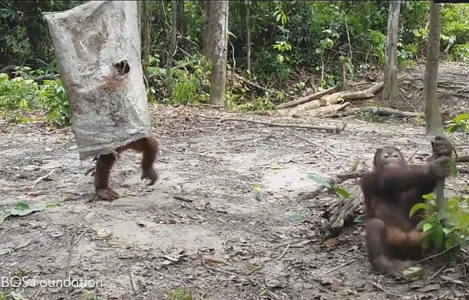 Хитрый орангутан, забравшийся в мешок, не испугал своих сородичей в Индонезии (Видео)