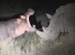 Любопытный бегемот был изгнан носорогами в африканском заповеднике ▶