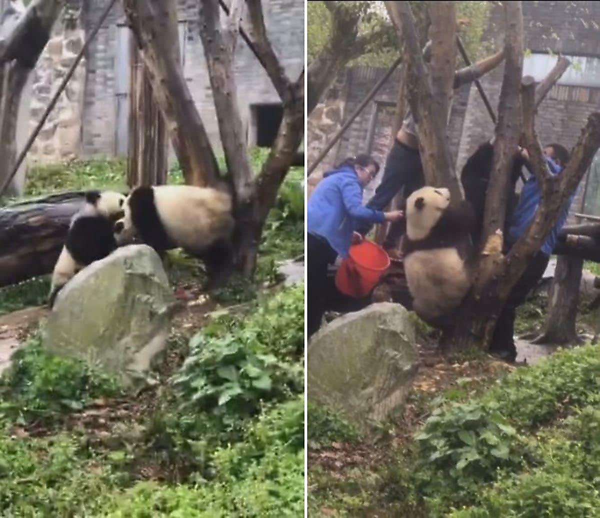 Панда не бросила в беде застрявшего между ветвей дерева соплеменника