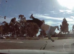 Полёт мотоциклиста, не успевшего проехать перед легковушкой, попал на камеру в Австралии