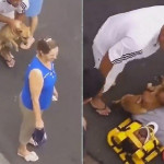 Преданный пёс не бросил своего хозяина и облаял работников больницы (Видео)