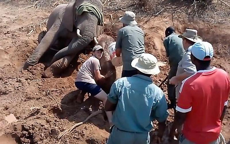 Спасатели успокоили слониху, чтобы вытащить застрявшего в трясине слонёнка ▶