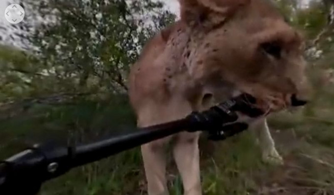Видеокамера запечатлела момент своего похищения голодной львицей в африканском заповеднике