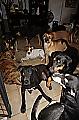 Жительница Багамского острова спасла от урагана 97 бездомных псов, приютив их в своей спальне 4