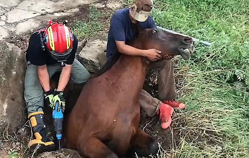 Лошадь, застрявшую в канализации, спасли в Тайланде ▶