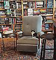 Книжный магазин, ставший питомником для котят, пользуется огромной популярностью в Канаде 4