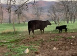 Корова, защищая телёнка, погналась за медведем и попала на видео в США