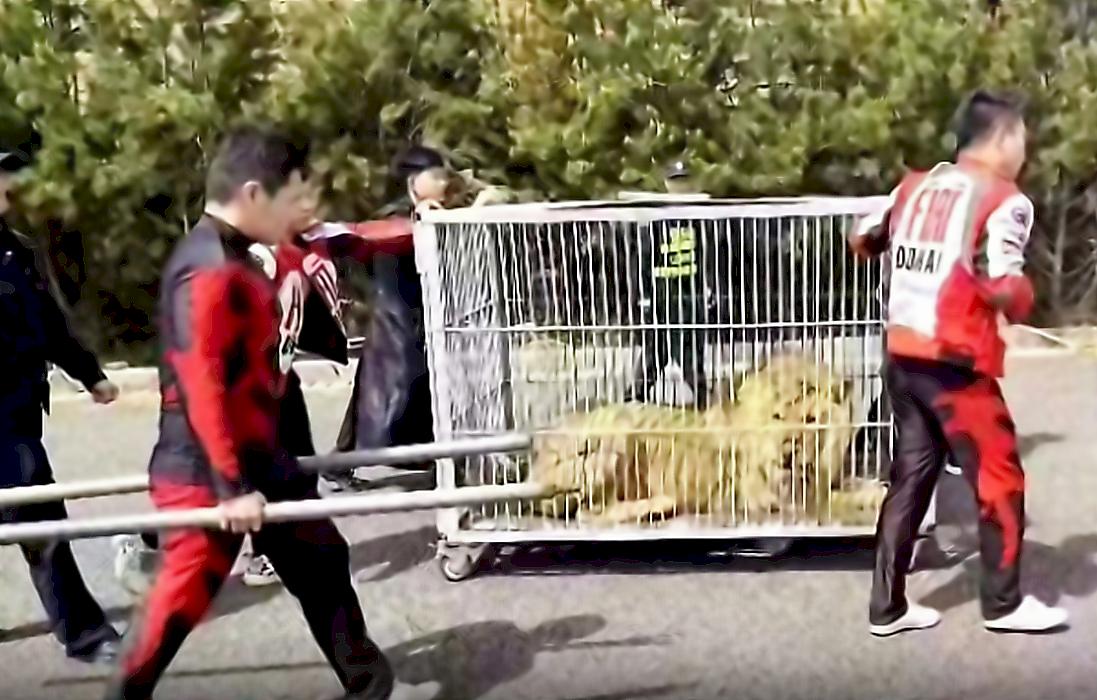 Львы вырвались из вольера и посеяли панику в китайском цирке