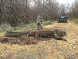 Интернет-пользователи не впечатлились размерами, пойманного гигантского крокодила