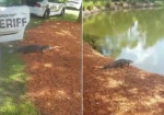Полицейские подвезли заблудившегося крокодила до водоёма во Флориде (Видео)