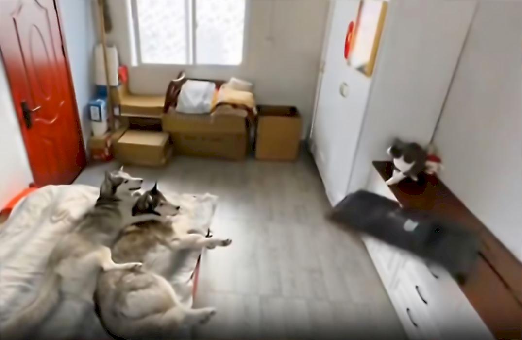 Проделки хитрого кота, разбившего телевизор на глазах у псов, попали на видео в Китае