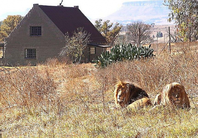 Провести ночь в обществе львов, стало возможным в африканском заповеднике