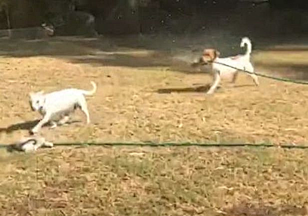 Пёс с поливочным шлангом устроил забег за своим сородичем по огороду в Австралии ▶