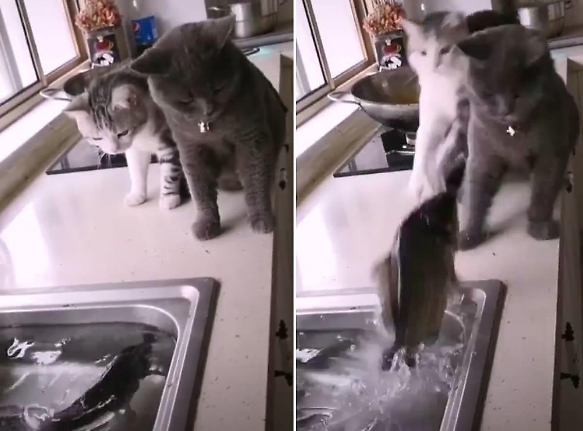 Рыба, выпрыгнув из раковины, застала врасплох любопытных кошек