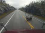 Сохатый нарушитель ПДД, лихо «подрезав» грузовик, продолжил путешествие по канадской магистрали ▶