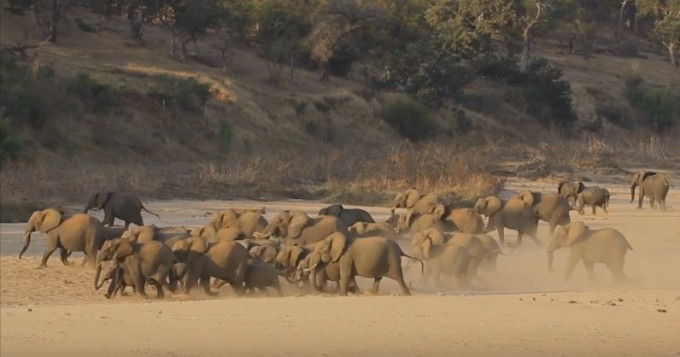 Стадо слонов, охваченное паникой, покинуло водопой в южноафриканском заповеднике (Видео)