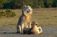 Турист подсмотрел за львом, ухаживающим за своей пассией в Кении 2