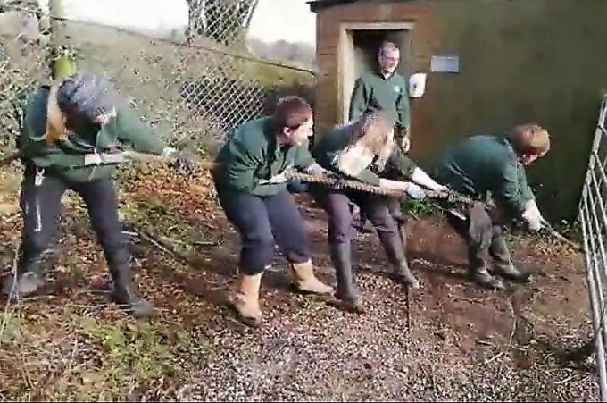 В английском зоопарке устроили «перетягивание каната» с участием детей и хищников ▶