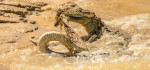 Схватку крокодила и гадюки снял фотограф в национальном парке Шри - Ланки 5