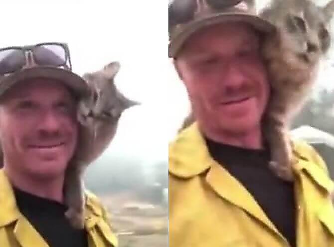 Американец, спасший кота из объятого пожаром города - обрёл самого верного друга (Видео)