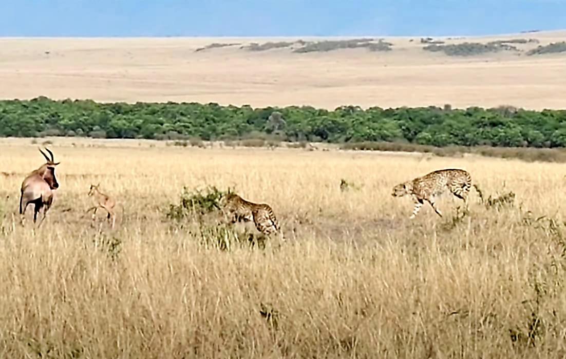 Антилопа дала отпор двум гепардам и защитила своего детёныша в Кении