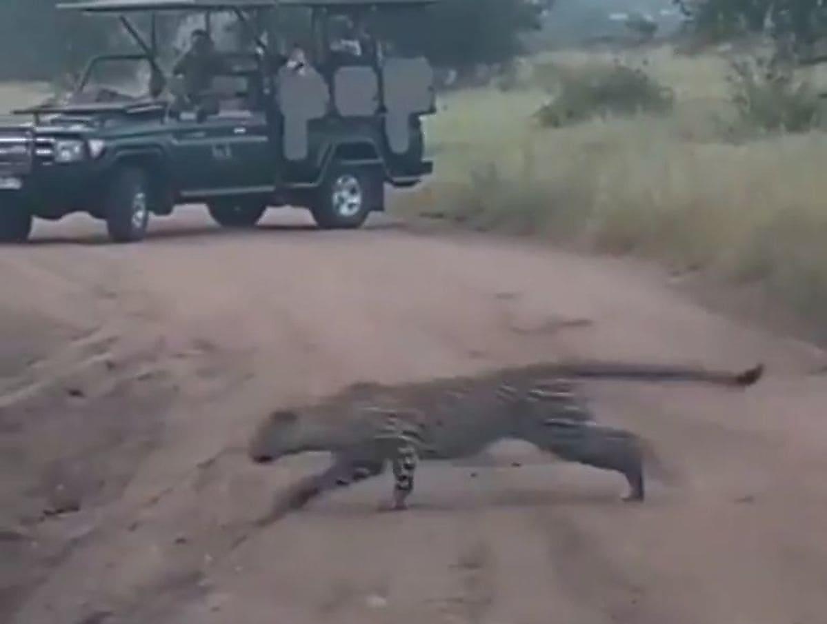 Коварный леопард подстерёг бородавочника на глазах у туристов