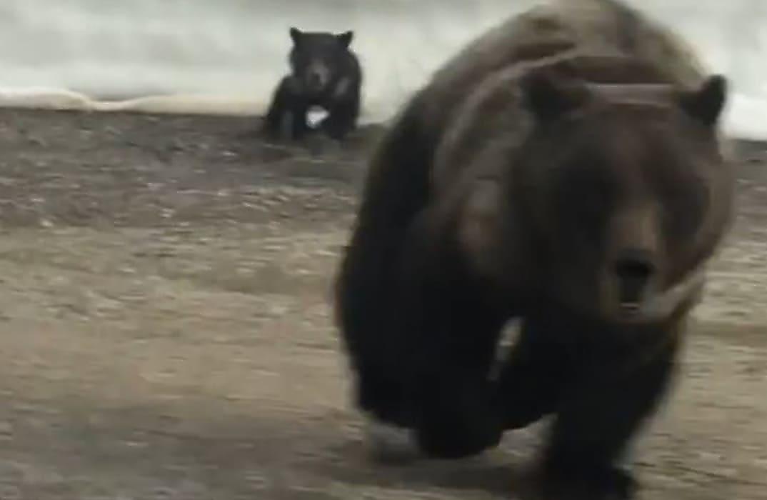 Медведица, спасая детёныша, устроила погоню за машиной с наглыми туристами