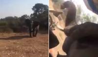 Разъярённый слон разбил машину с туристами в африканском парке (Видео)