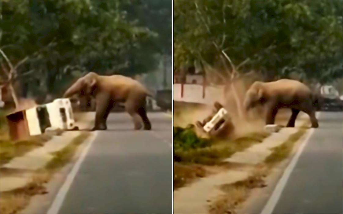 Слон снёс пикап со своего пути и попал на видео в Индии