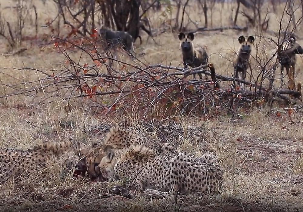 Стая диких псов поторопила устроивших трапезу гепардов - видео