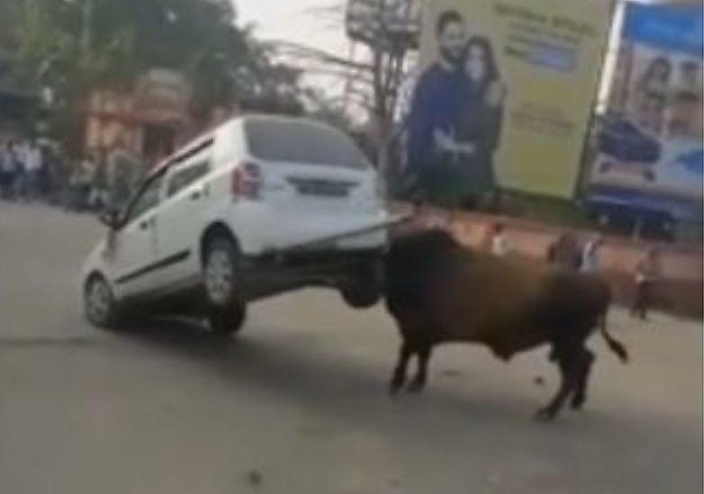 Водитель, посигналивший быку, остался у разбитого «автокорыта» в Индии ▶
