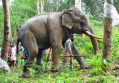 Два экскаватора и толпа местных жителей на протяжении 7-ми часов вытаскивали слона из болота в Индии (Видео) 9