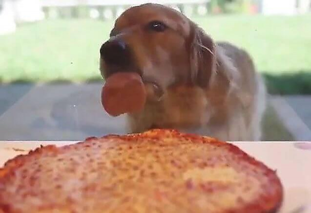 Голодный пёс вылизал окно пиццерии, увидев лакомство на столе (Видео)