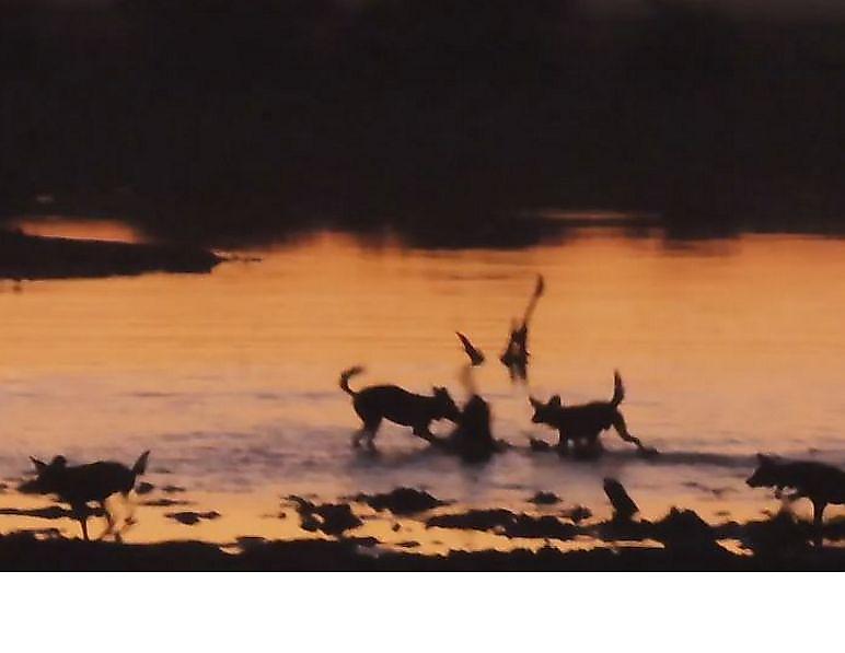 Импала, застрявшая в трясине, стала добычей диких собак в Африке ▶