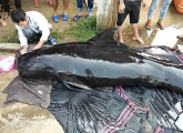 Кита, пережившего атаку акулы и столкновение с судном, спасли в Китае ▶