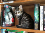 Книжный магазин, ставший питомником для котят, пользуется огромной популярностью в Канаде 2