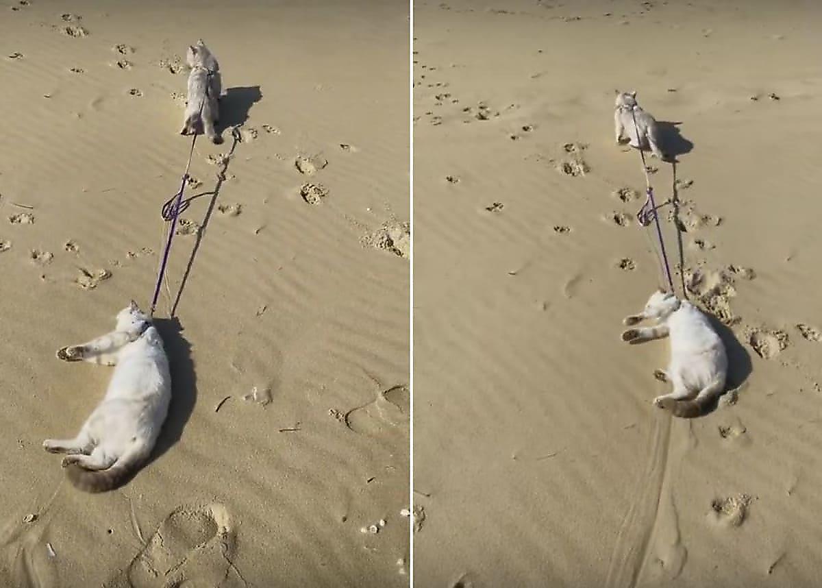 Кот на поводке потаскал ленивого соплеменника по вьетнамскому пляжу