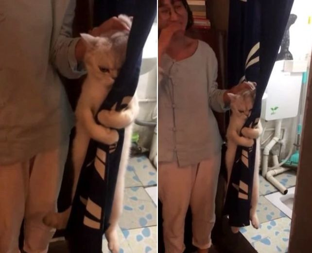 Кот, вцепившийся в занавеску, не желая принимать ванну, прославился в Китае (Видео)