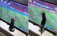 Котёнок увлёкся футбольным матчем кубка Азии по телевизору ▶