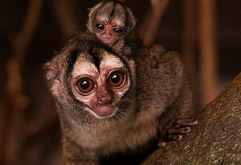 Ночная обезьяна удивила зоологов и «тайно» обзавелась потомством ▶