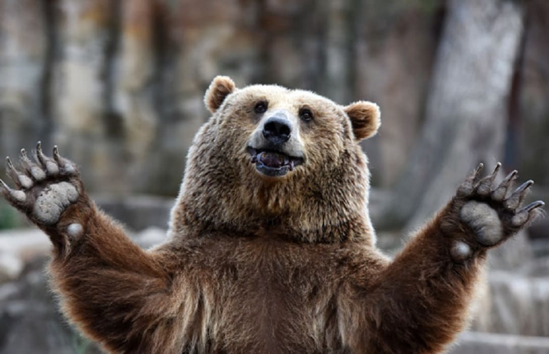 Огромный медведь удивил своей гибкостью и попал на видео в США