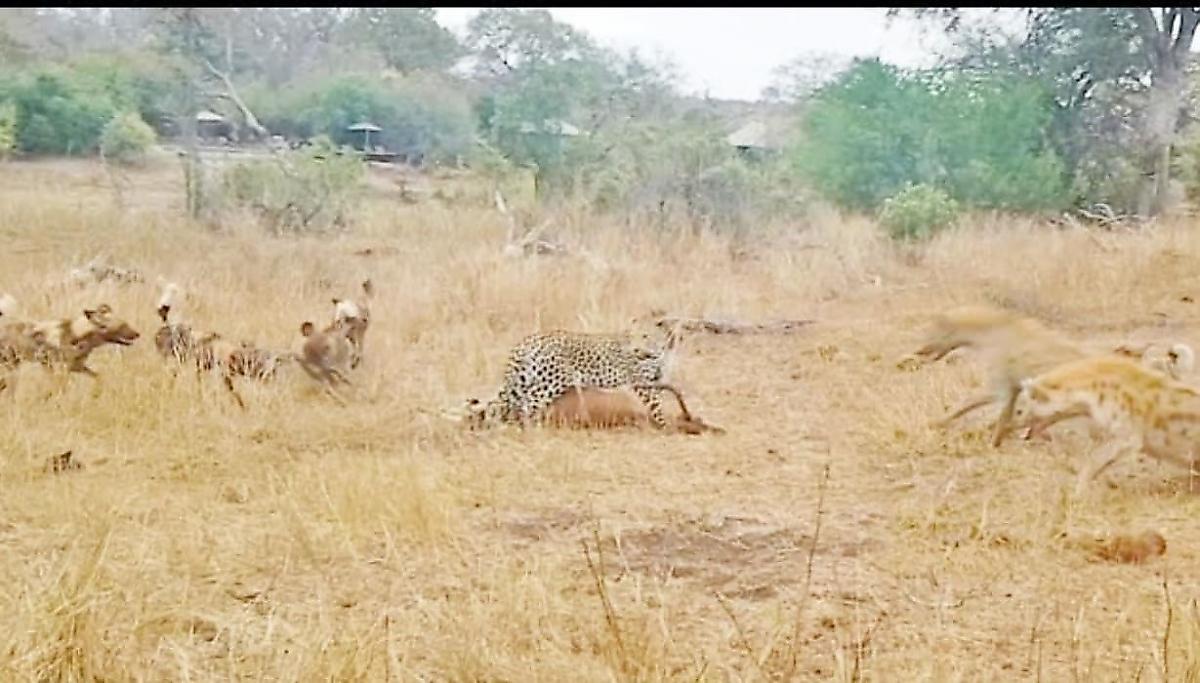 Противостояние леопарда, диких псов и гиен за антилопу попало на видео в ЮАР