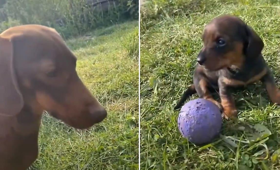 Пёс-отец тщетно пытался обучить свою глупую дочь игре в мяч