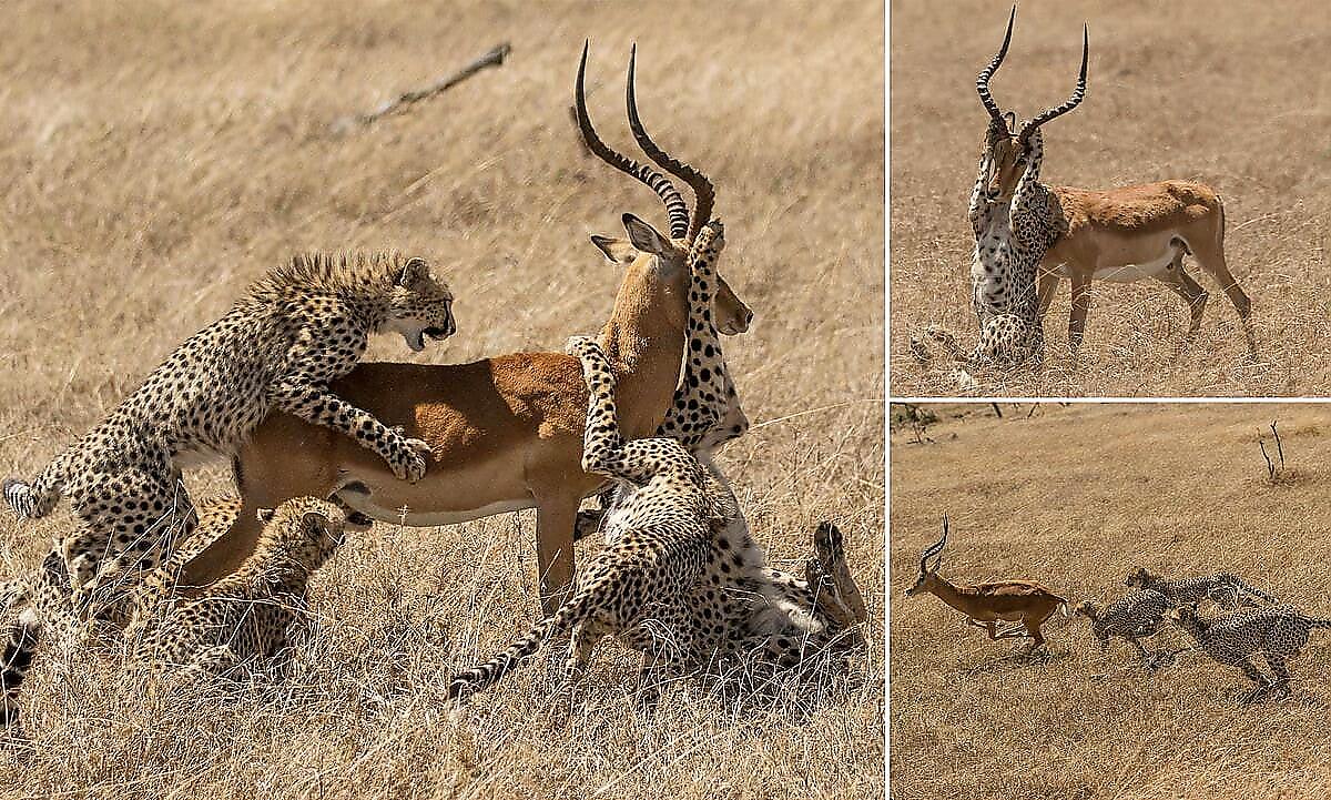 Семейство гепардов, как не старалось, не смогло справиться с прыткой антилопой в Кении