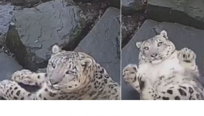 Снежный барс, обнаружив, что его снимают, продемонстрировал настоящий кошачий характер (Видео)