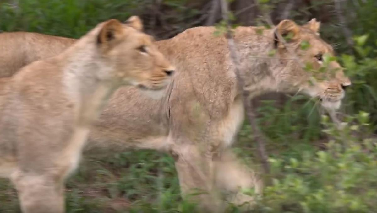 Зебра не смогла отбить своего детёныша у двух львиц на глазах у туристки в ЮАР