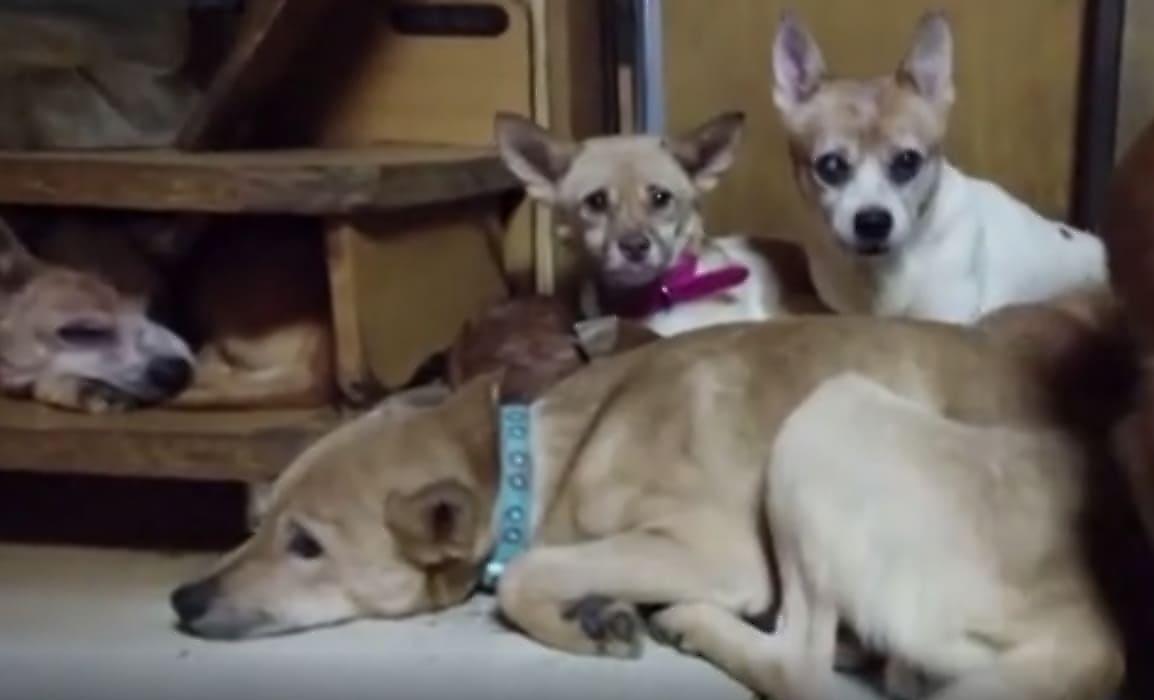 164 собаки, проживающие в стеснённых условиях, были обнаружены в японском жилище