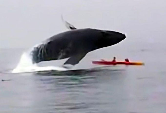 Горбатый кит накрыл лодку с двумя британскими туристами ▶