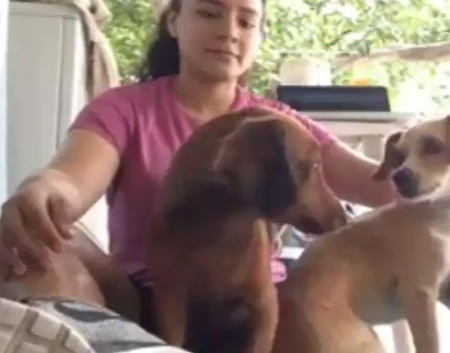 Хозяйка питомцев не смогла примирить злющих псов и попала на видео