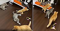Кошки, разбуженные чиханием хозяина, мгновенно «испарились» и рассмешили сеть - видео